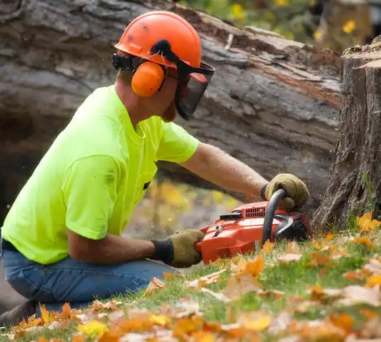 tree services Fairacres